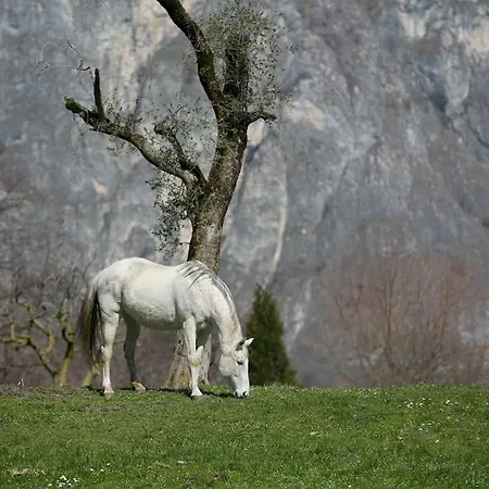 Di Como, Griante - Cadenabbia
